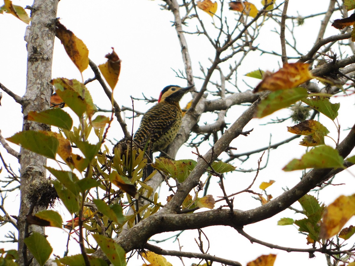 Green-barred Woodpecker - ML229080131