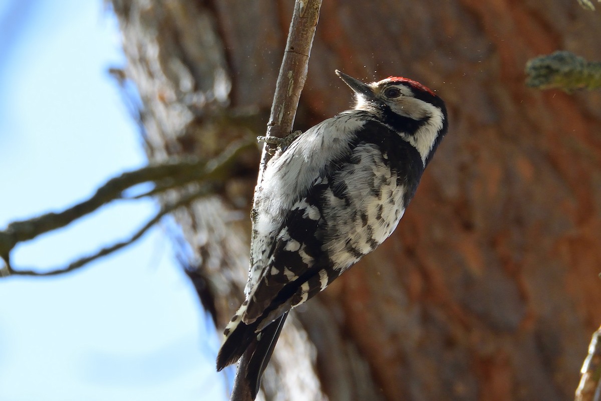 Lesser Spotted Woodpecker - ML229085891