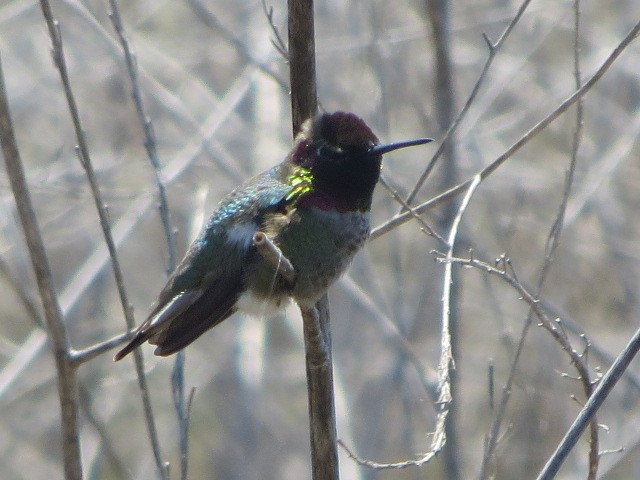 Anna's Hummingbird - ML229087411