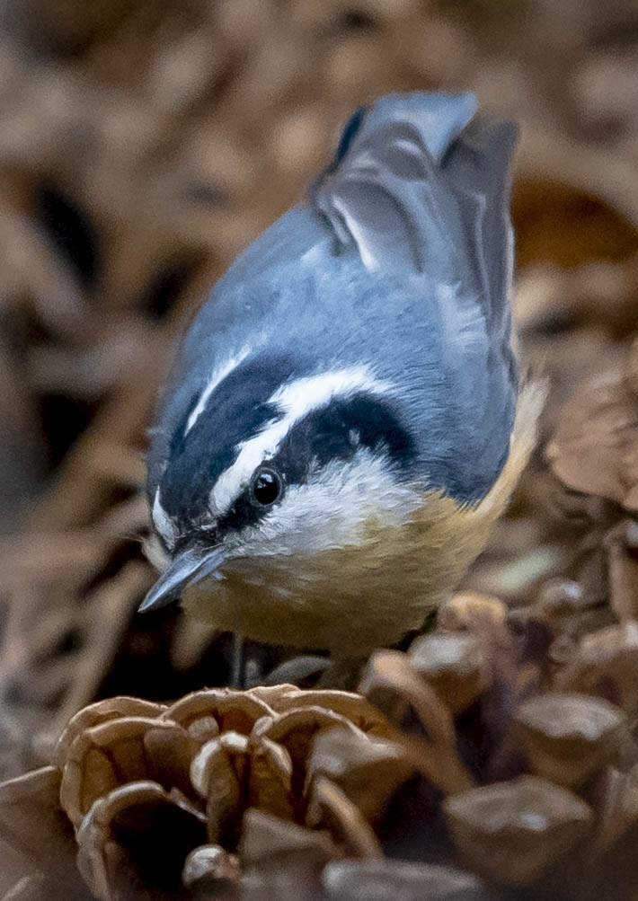 Red-breasted Nuthatch - ML229087521