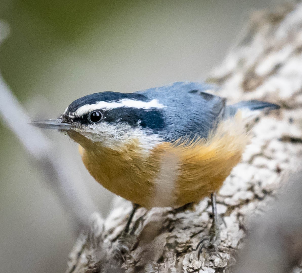 Red-breasted Nuthatch - ML229087571