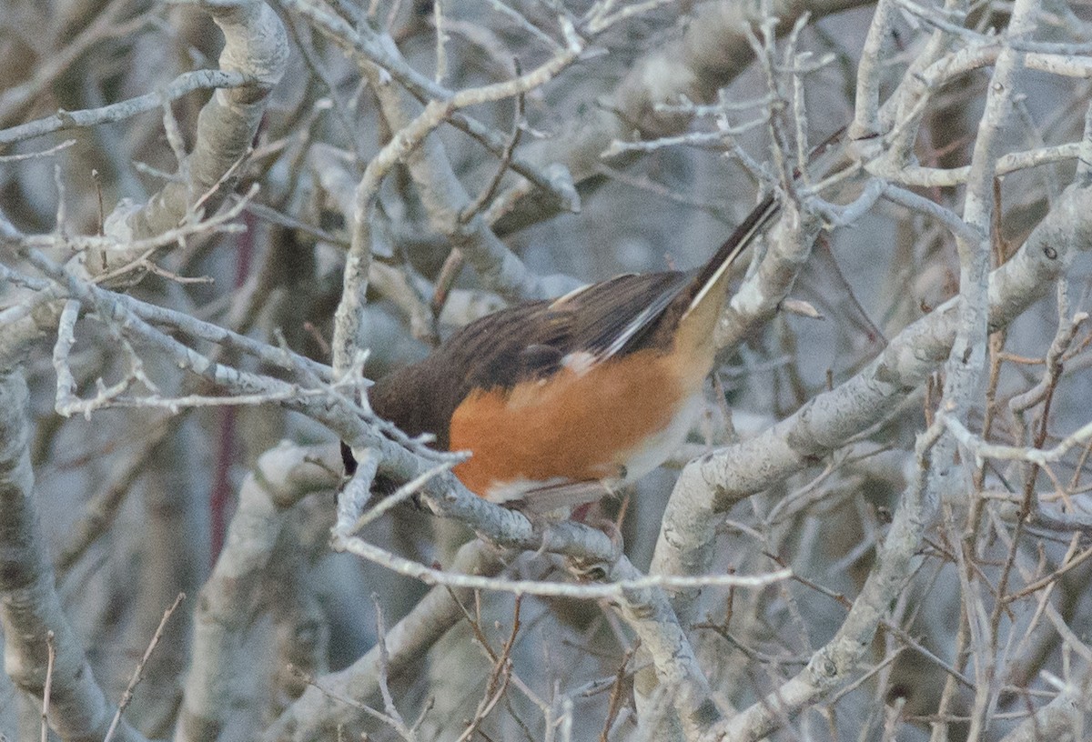 Eastern Towhee - Alix d'Entremont