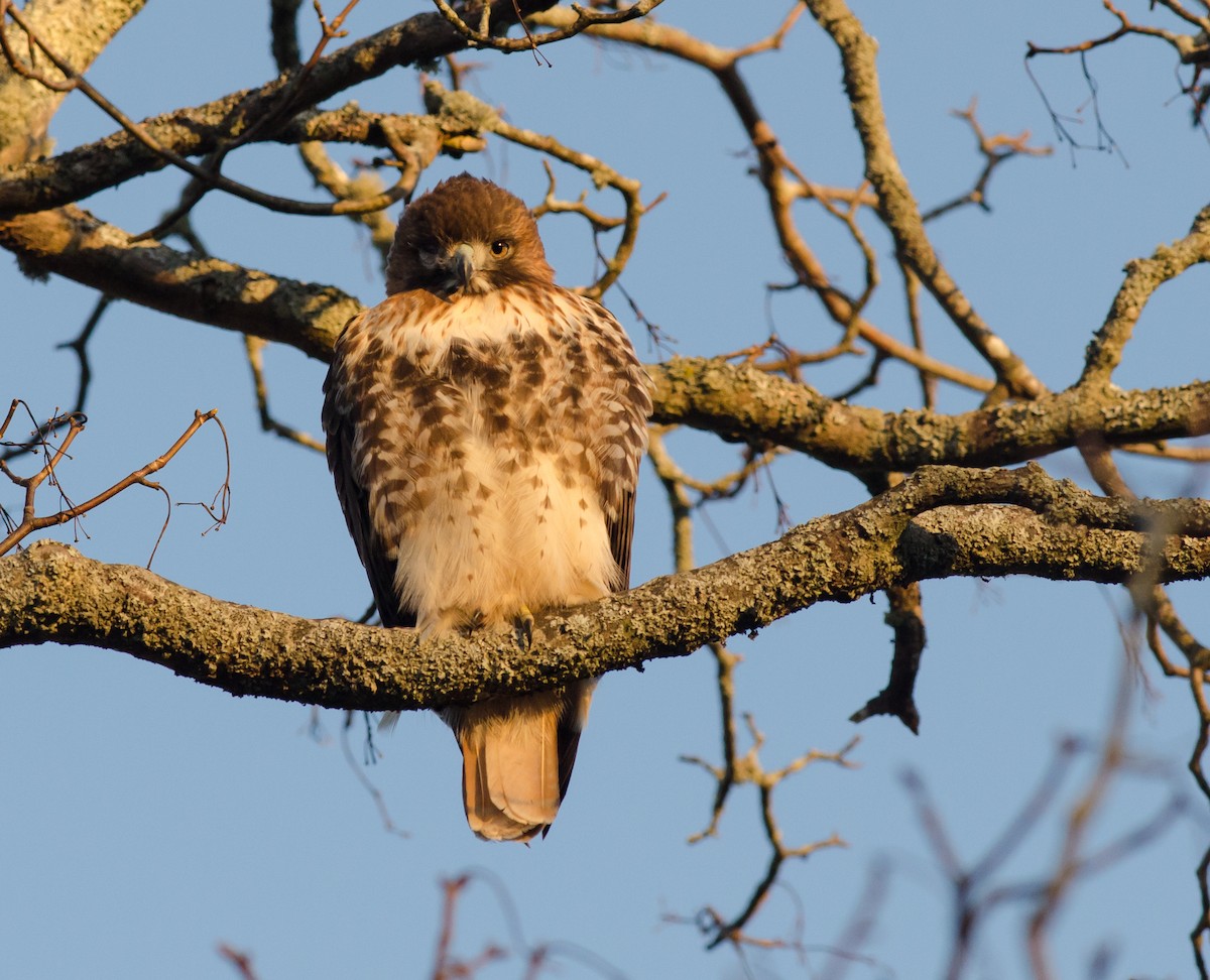 Red-tailed Hawk - Alix d'Entremont