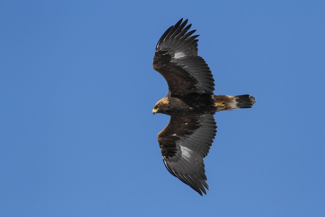 Juvenile in winter - Golden Eagle - 