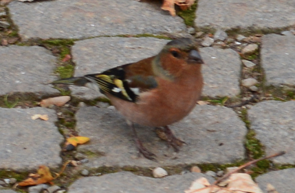 Common Chaffinch - Kylie Noonan
