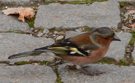 Common Chaffinch - Kylie Noonan