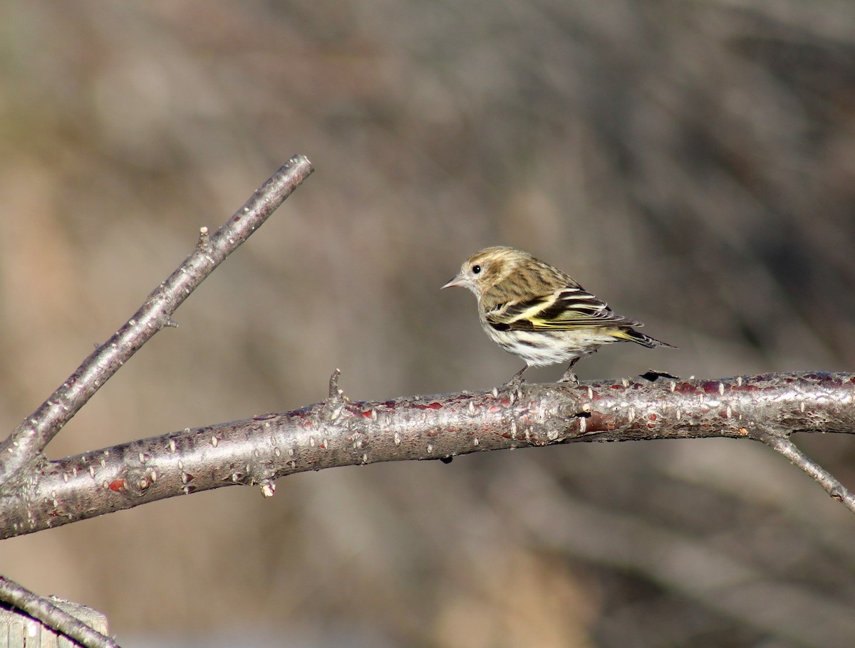 Pine Siskin - ML229097471