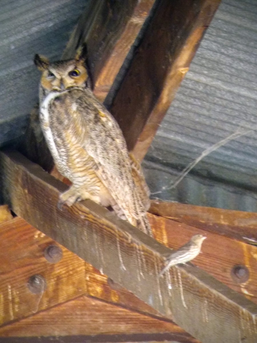 Great Horned Owl - ML229100191