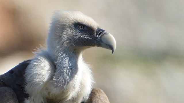 Adult Eurasian Griffon&nbsp;(subspecies <em class="SciName notranslate">fulvus</em>). - Eurasian Griffon - 