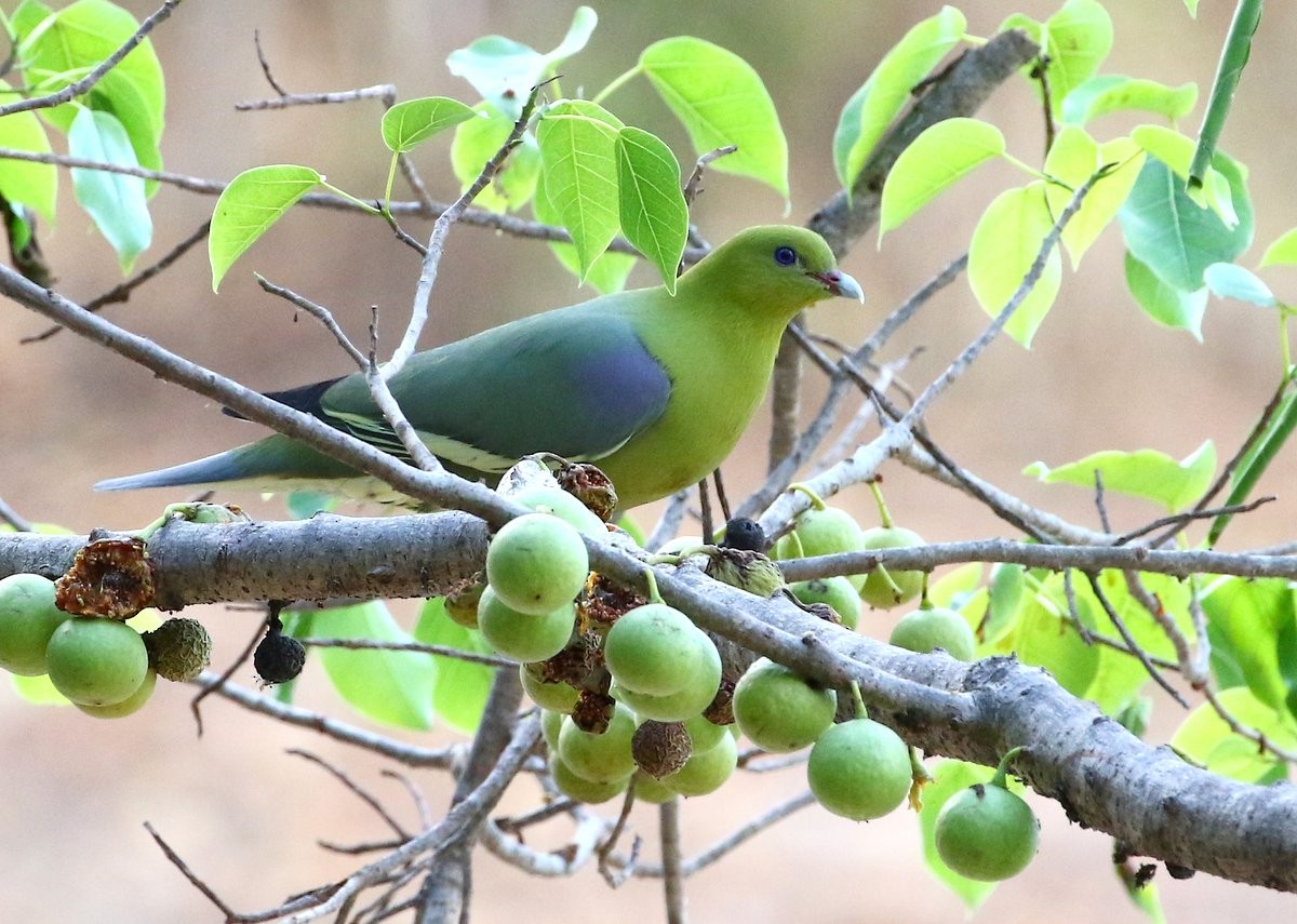Madagascar Green-Pigeon - Carmelo López Abad