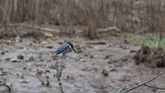 Belted Kingfisher - ML229111641
