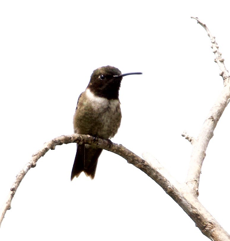 Black-chinned Hummingbird - william tyrer