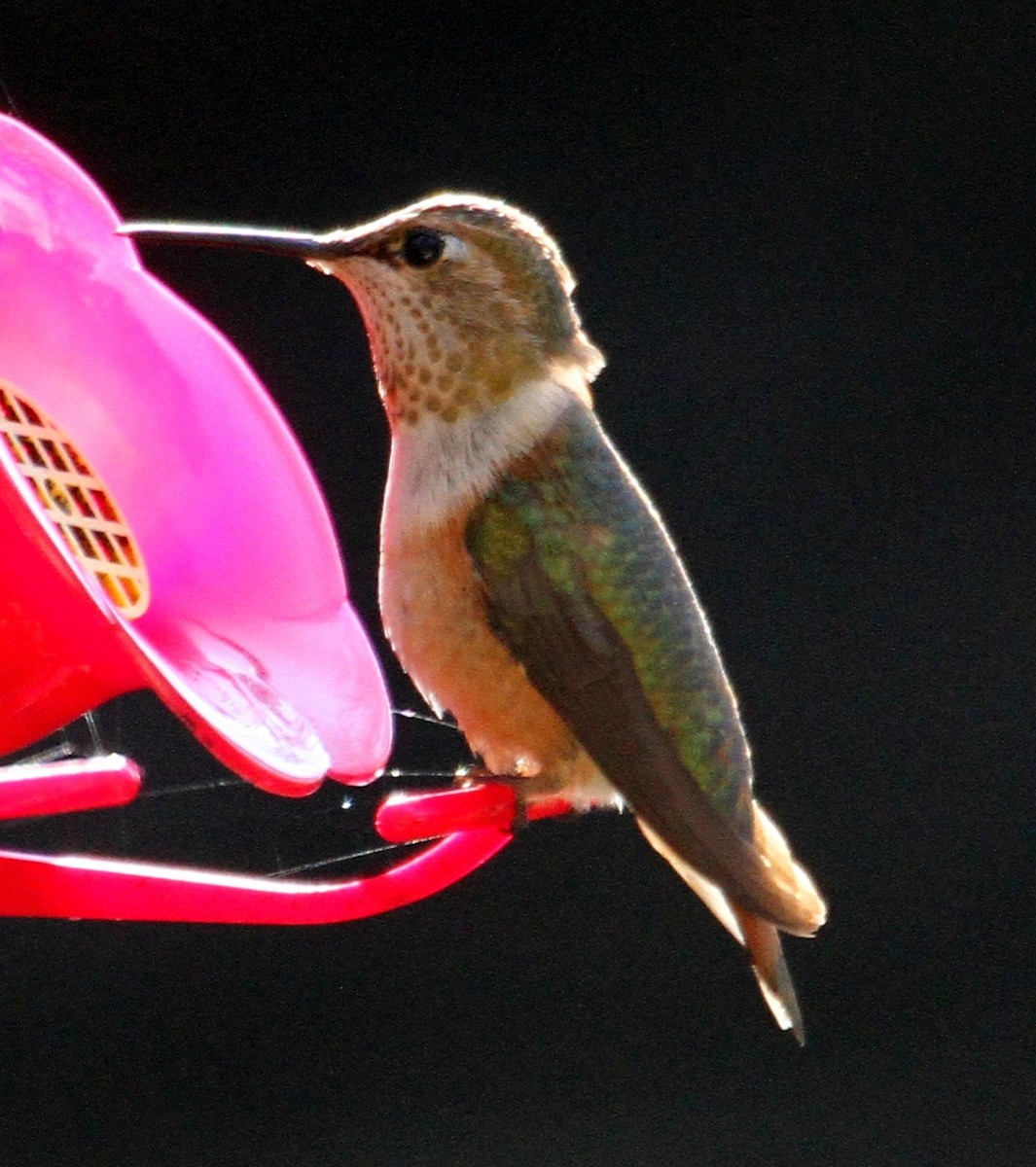 Rufous Hummingbird - Jim Stasz