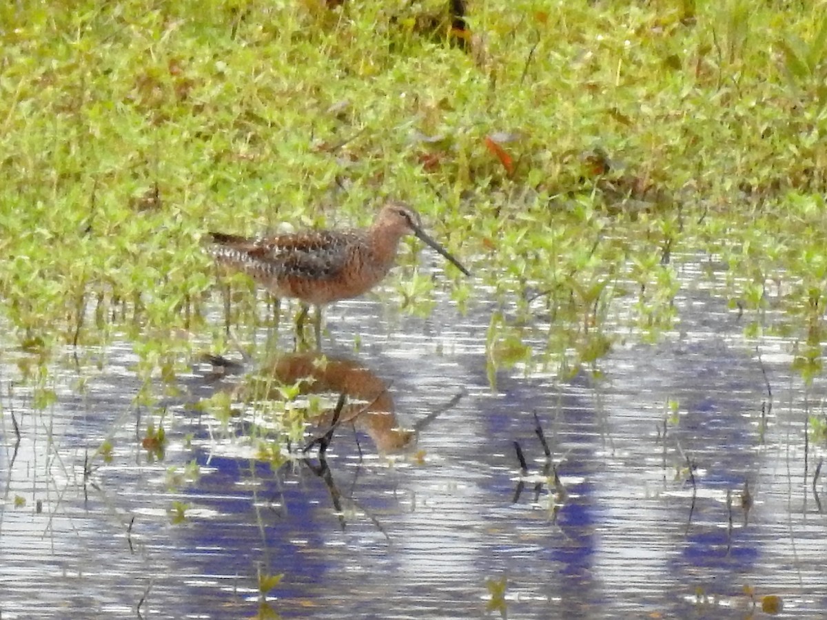 Long-billed Dowitcher - ML229118191