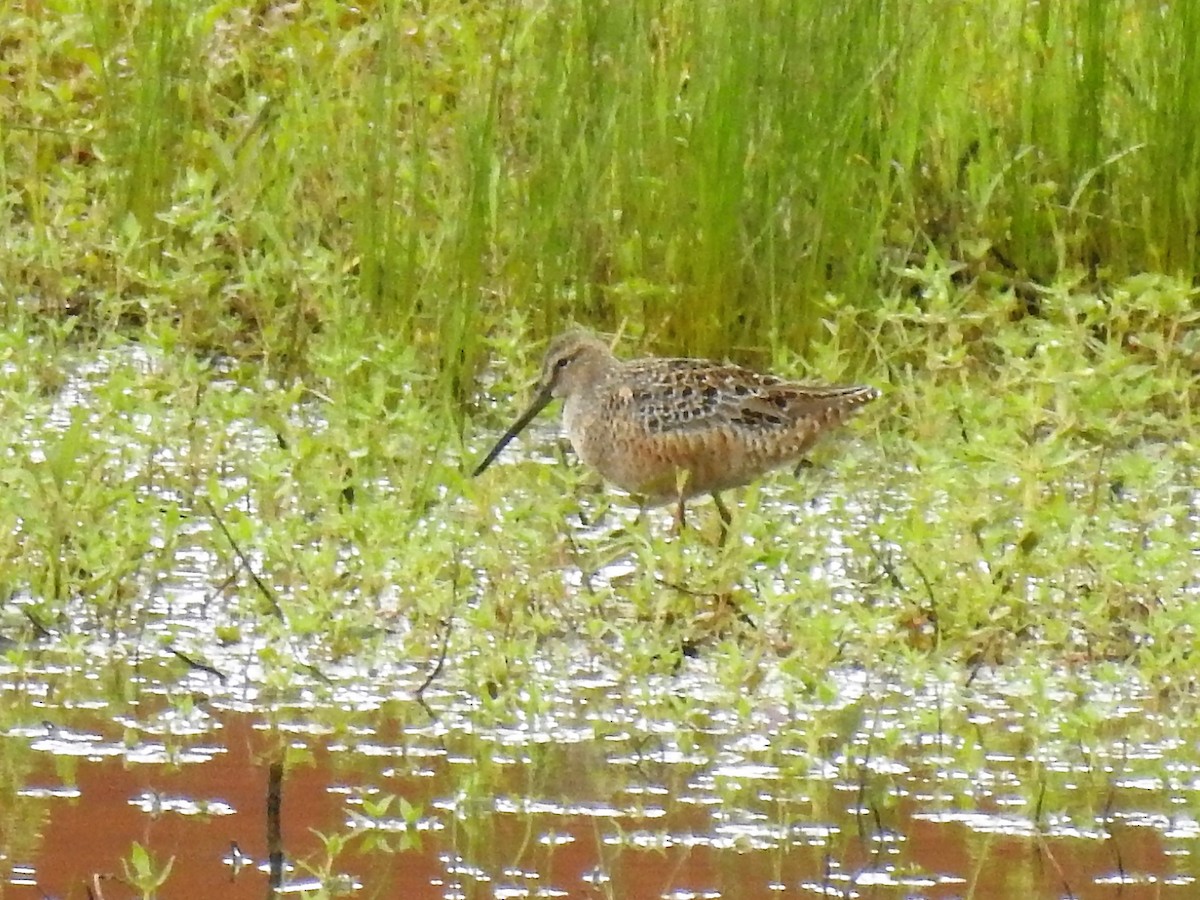 Long-billed Dowitcher - ML229118271