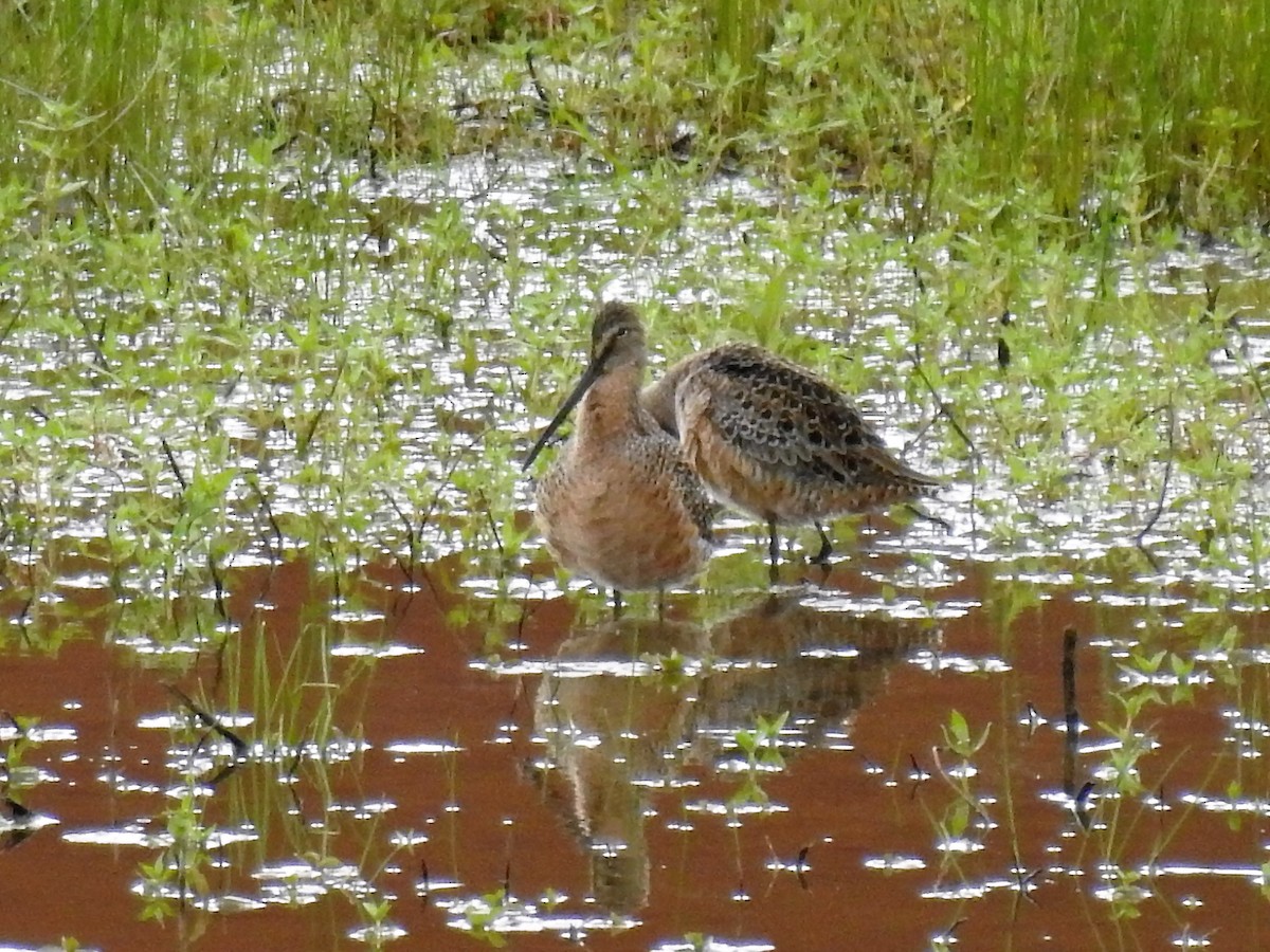 Long-billed Dowitcher - ML229118371