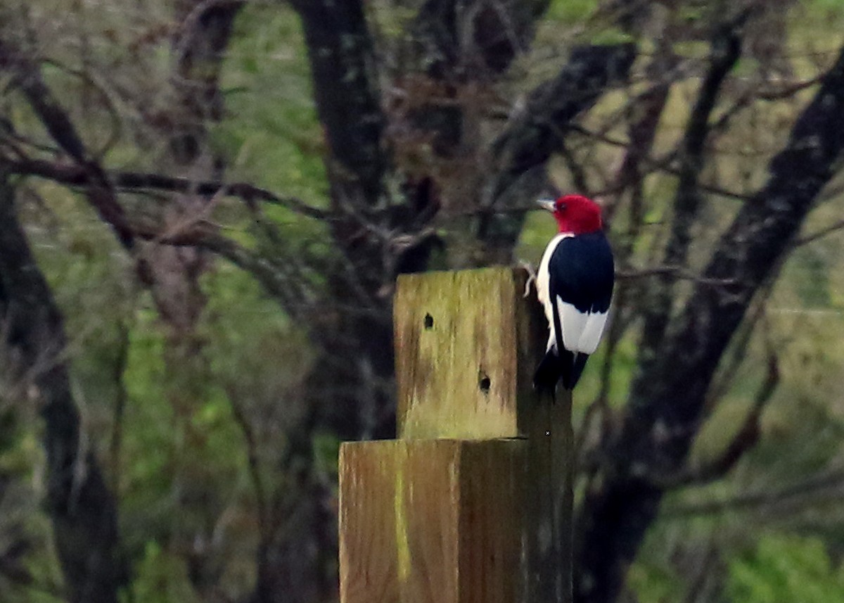 Red-headed Woodpecker - ML229119311