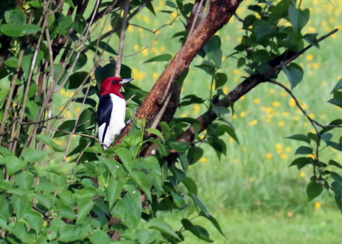 Red-headed Woodpecker - ML229119371