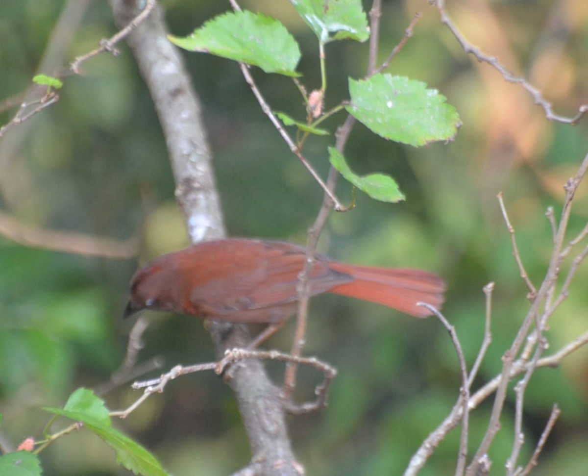 Red-crowned Ant-Tanager (Red) - ML229122691