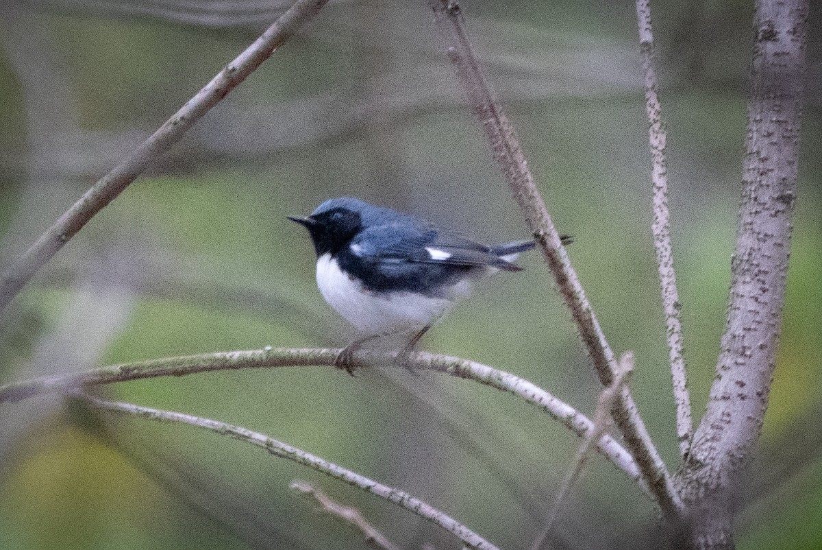 Black-throated Blue Warbler - ML229125251
