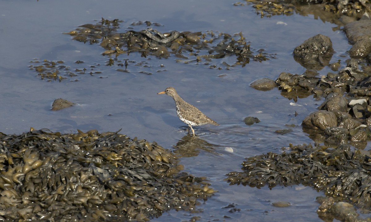Spotted Sandpiper - Heather Wolf