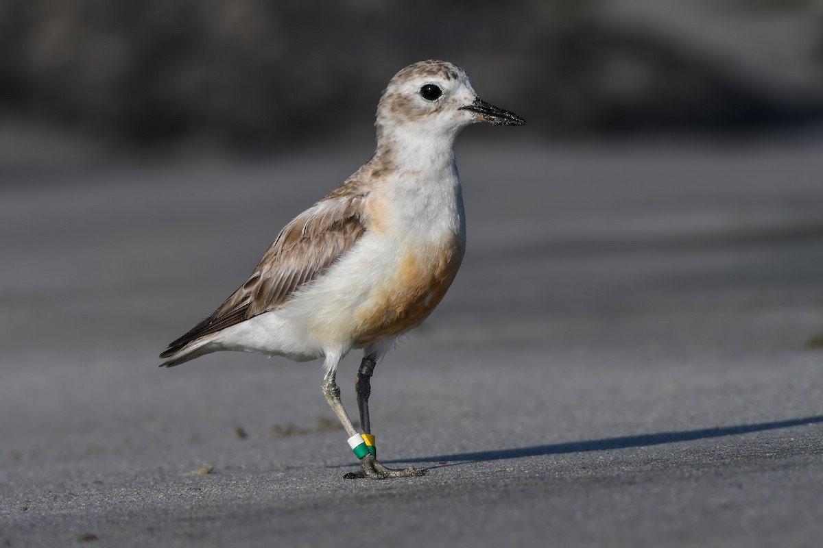 Red-breasted Dotterel - Jeff Maw