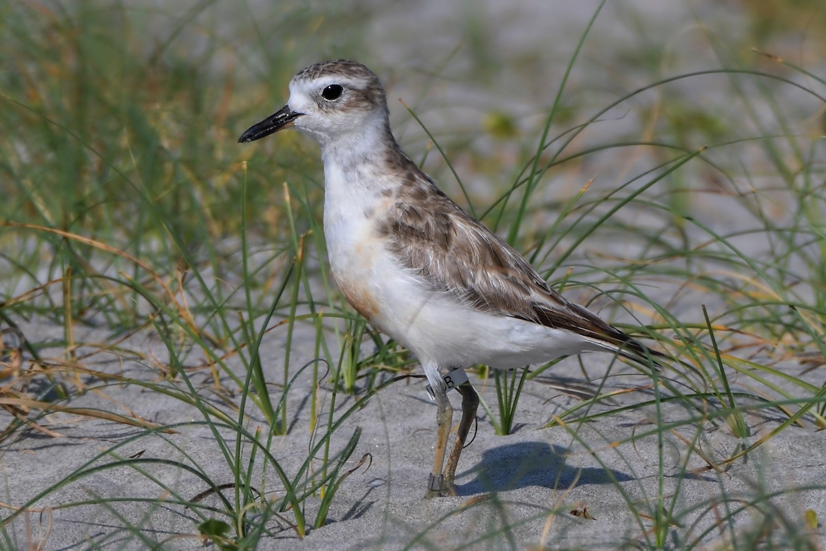 Red-breasted Dotterel - ML229129311