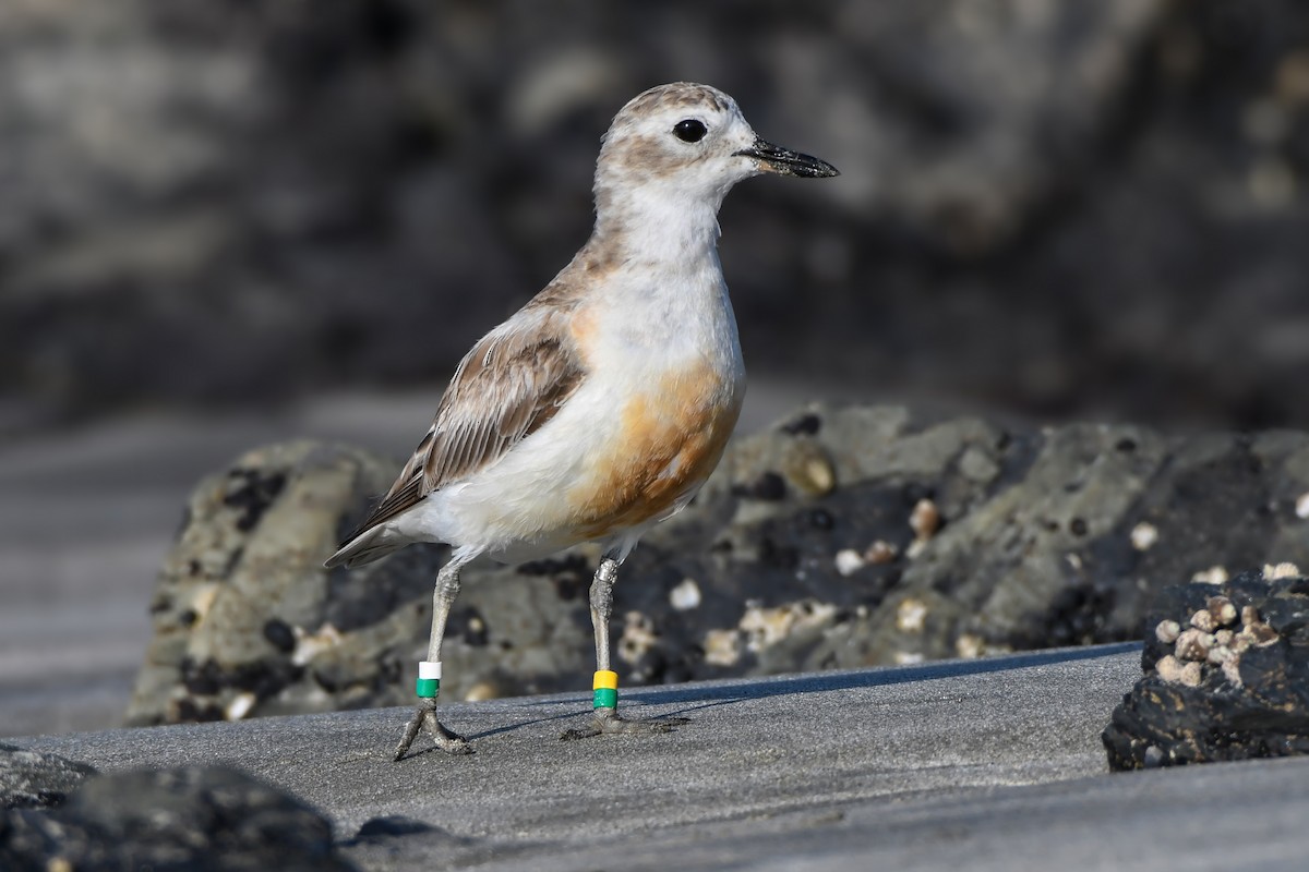 Red-breasted Dotterel - ML229129321