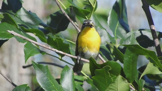 Yellow-breasted Chat - ML229134441