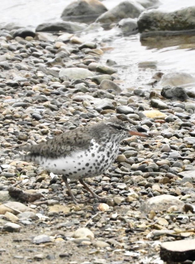 Spotted Sandpiper - Lois Rockhill