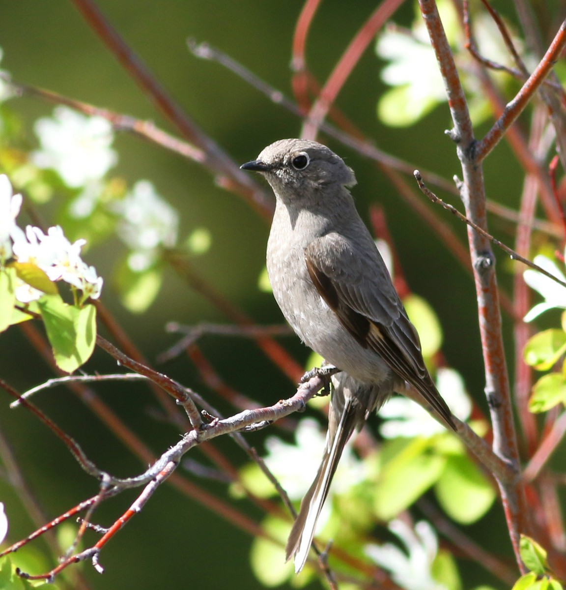Townsend's Solitaire - ML229144071