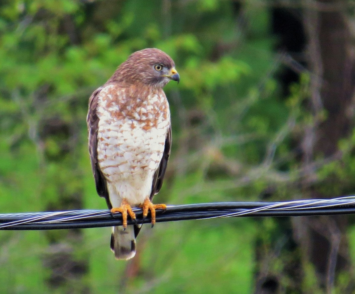 eBird Checklist 30 Apr 2020 Route 56 bypass between Leechburg & Vandergrift 1 species