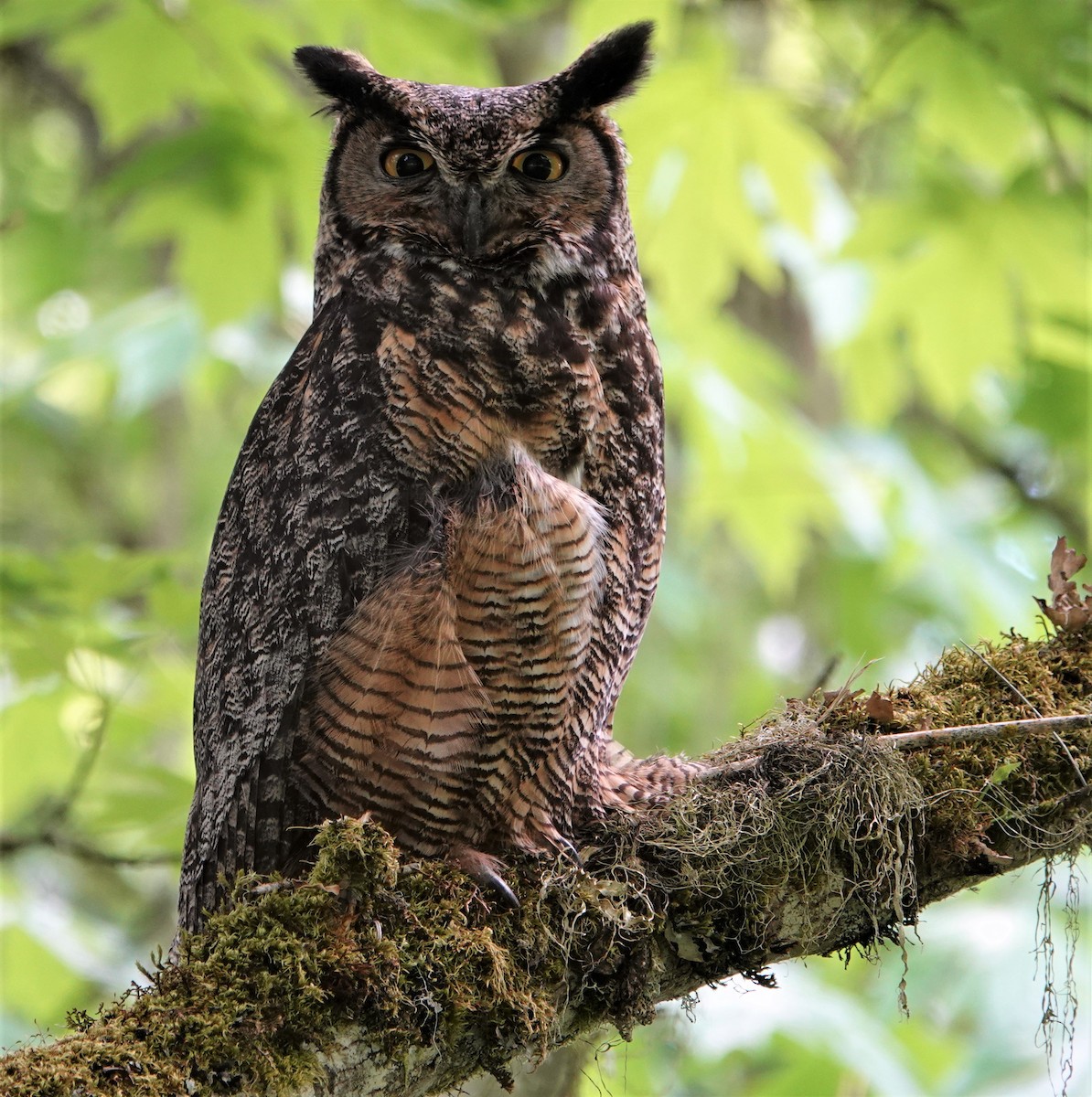 Great Horned Owl - Duncan Evered