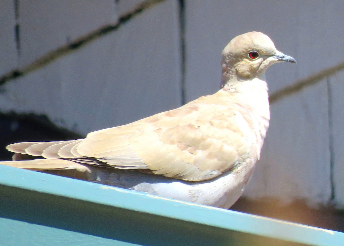 Eurasian Collared-Dove - ML229172221