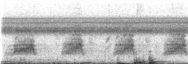 Глазчатая кряква (fulvigula) - ML229173