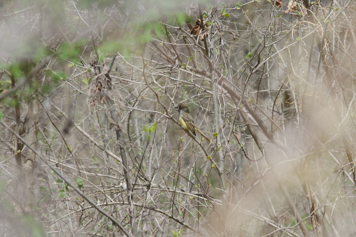 Great Crested Flycatcher - ML229180751