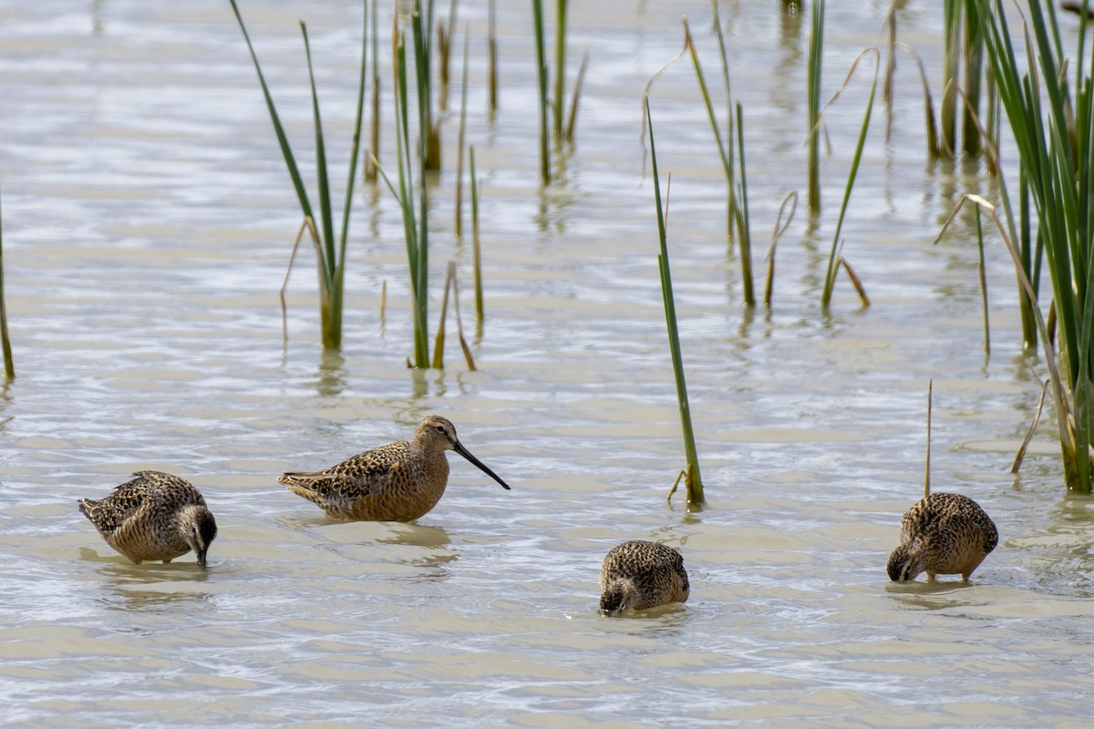 Long-billed Dowitcher - ML229184471