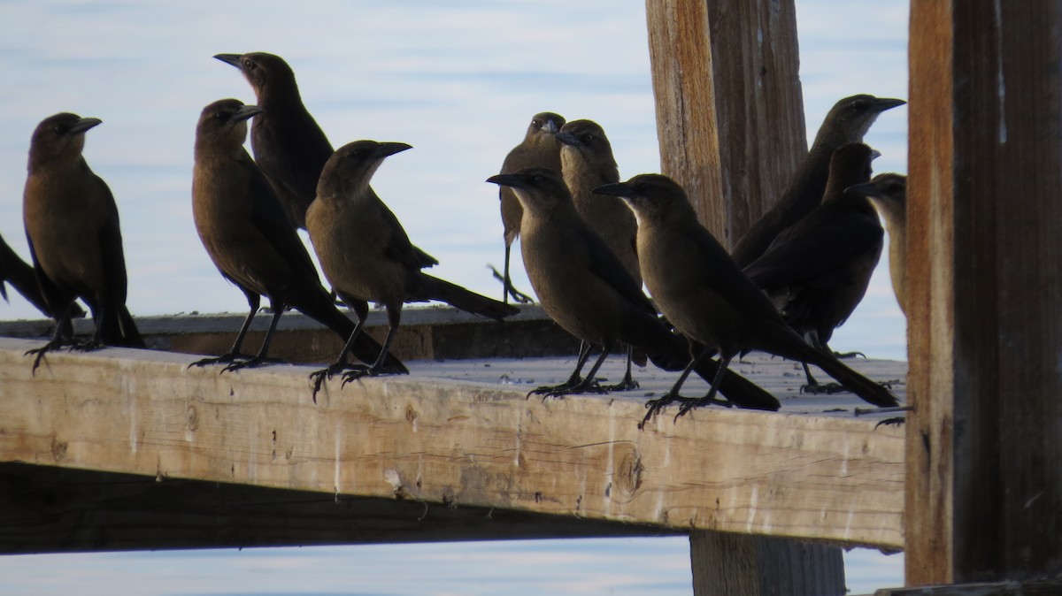 Great-tailed Grackle - ML22918581