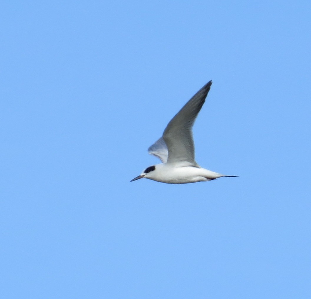 Forster's Tern - Petra Clayton