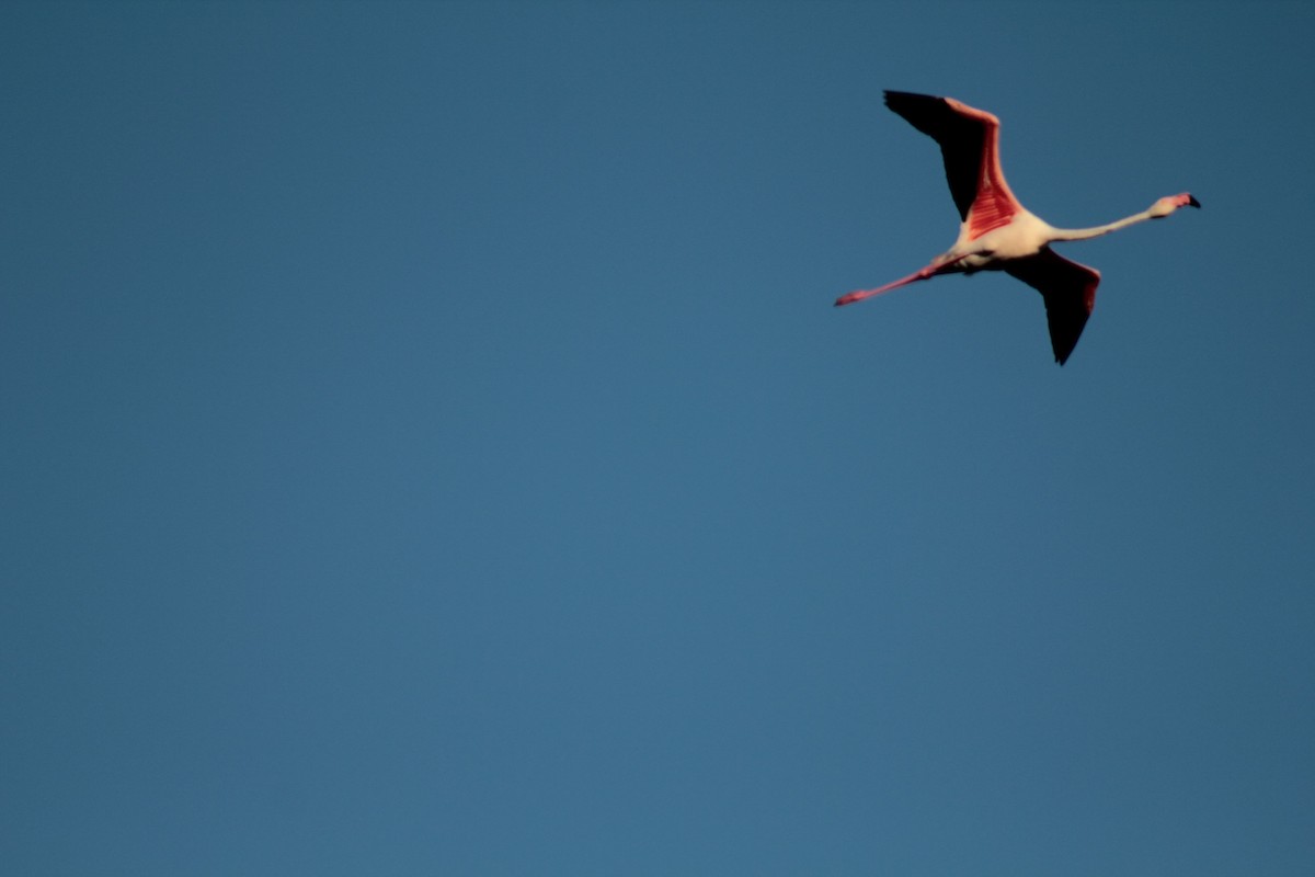 Greater Flamingo - Pedro Cardia