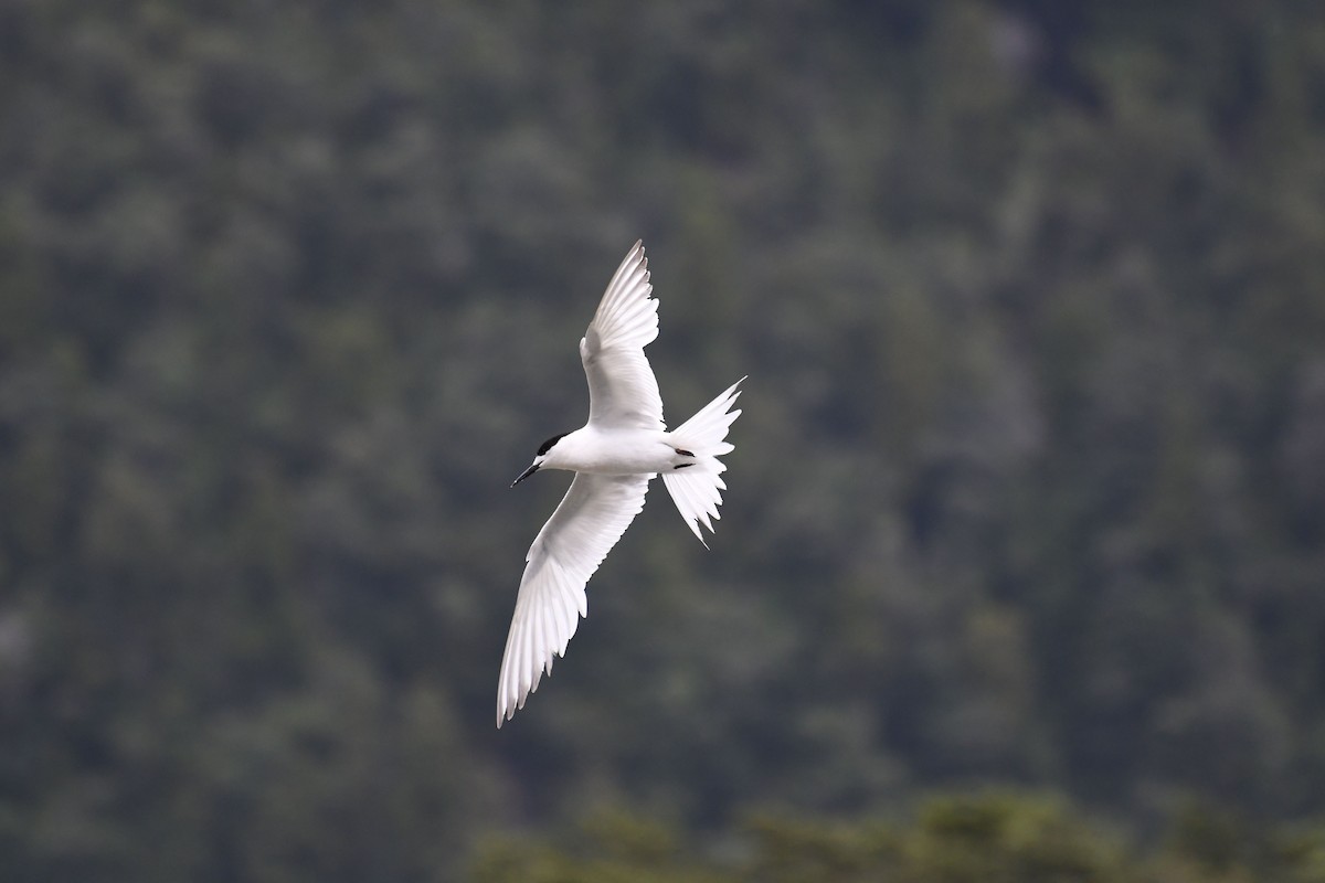 White-fronted Tern - ML229192041
