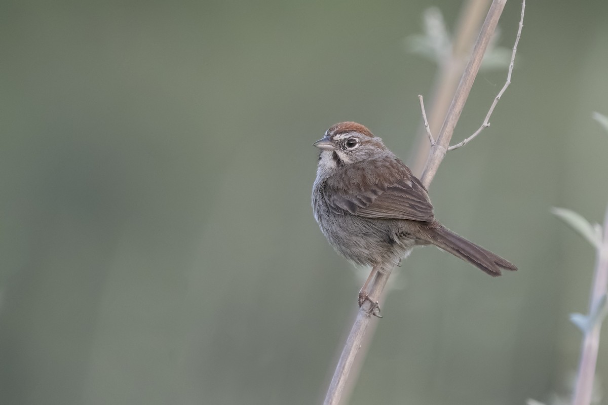 Rufous-crowned Sparrow - ML229194021
