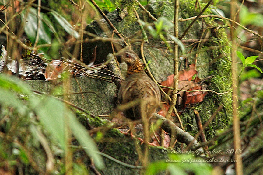 Rufous-throated Partridge - Biswapriya Rahut
