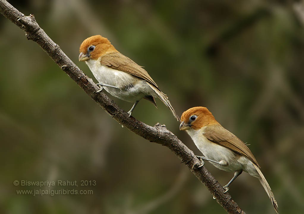 White-breasted Parrotbill - ML229194861