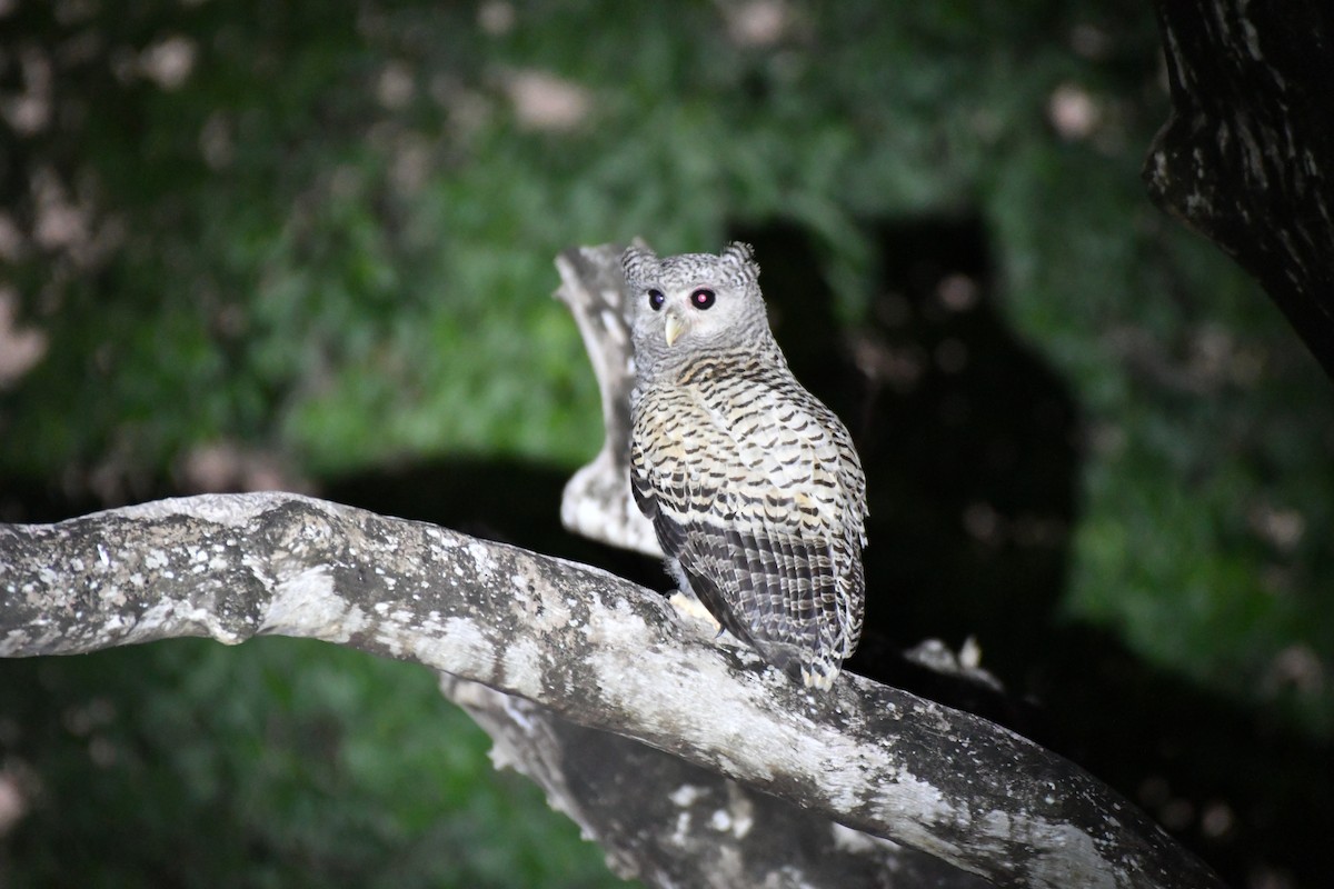 Spot-bellied Eagle-Owl - ML229195851