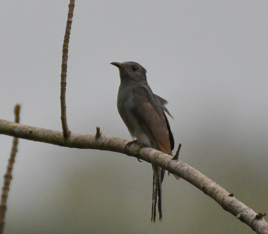 Gray-bellied Cuckoo - ML229197831