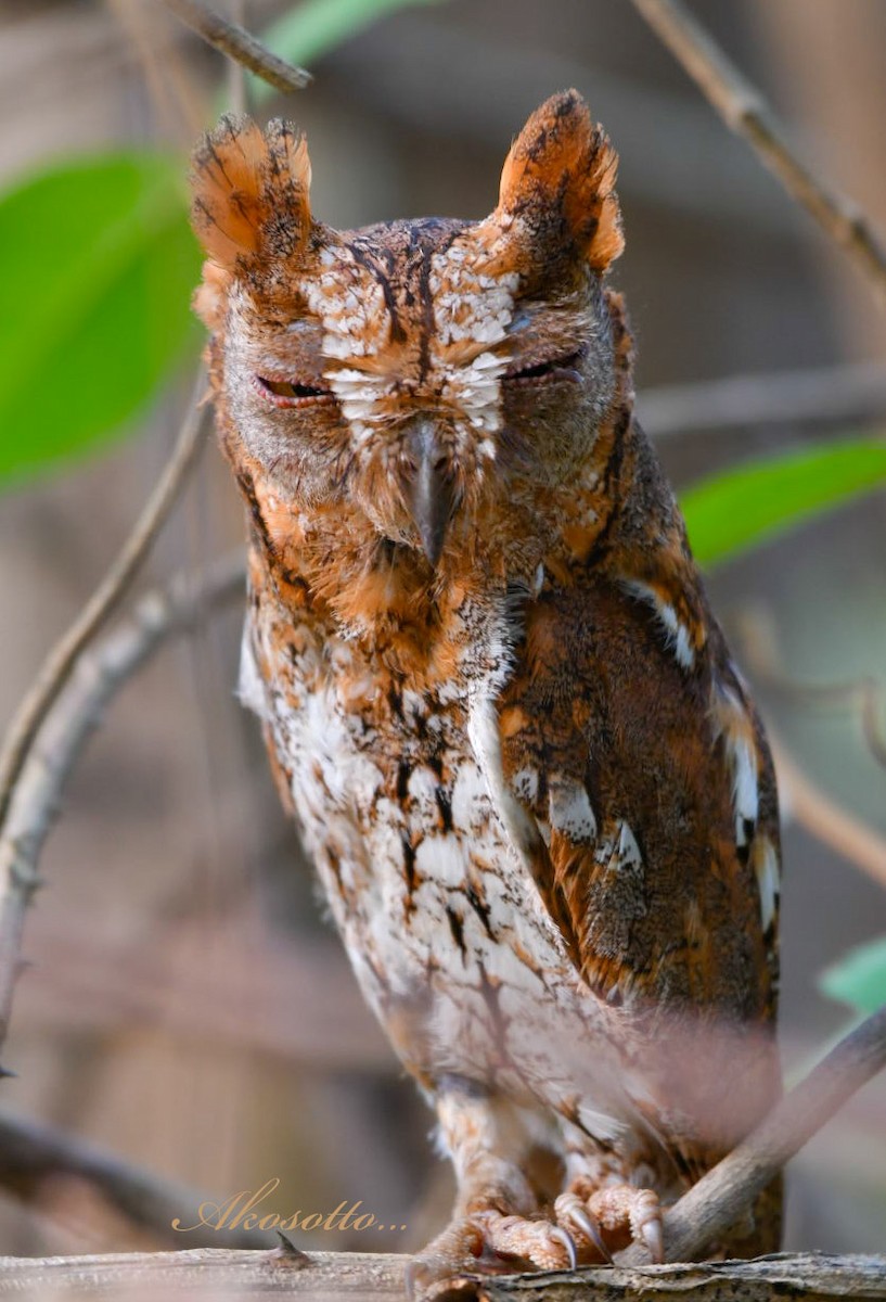 Oriental Scops-Owl - ashok raj v m