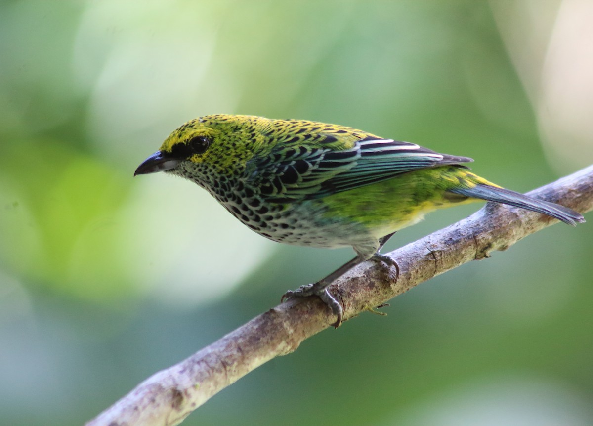 Speckled Tanager - ML229198961