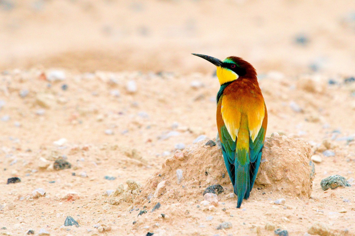 European Bee-eater - Susan Wellhofer