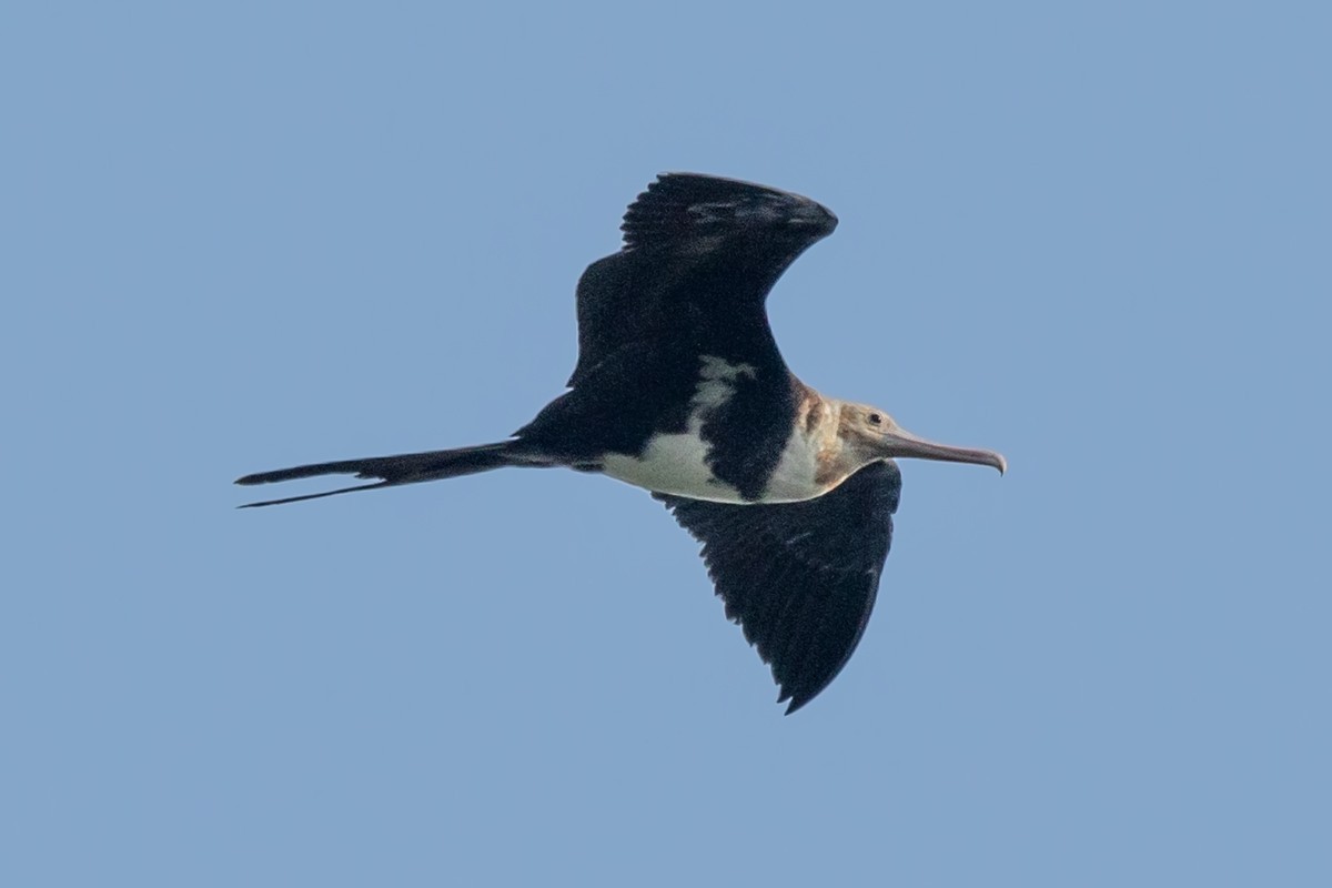 Christmas Island Frigatebird - Wich’yanan Limparungpatthanakij